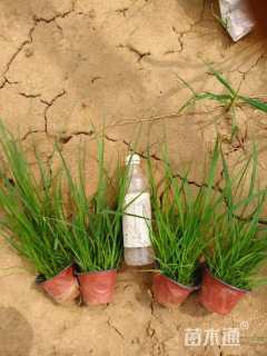 高度15厘米画眉草