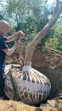 12公分造型紫薇