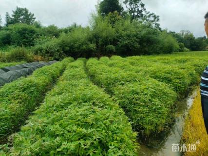高度100厘米黄柏小苗