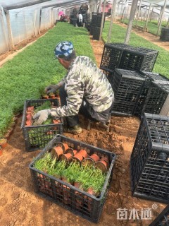 高度15厘米波斯菊