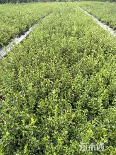 高度25厘米六月雪