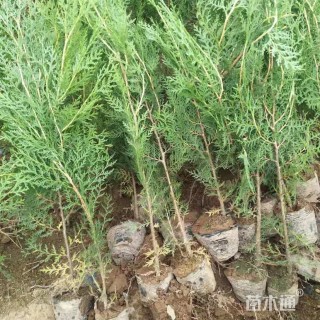 高度80厘米窄冠侧柏