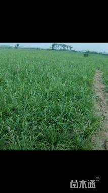 高度20厘米麦冬草