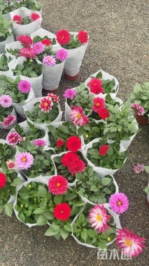 高度20厘米小丽花