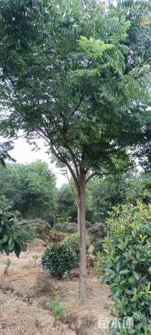 15公分黄山栾树