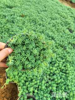 高度10厘米中华景天