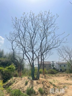 80公分(3杆)丛生乌桕