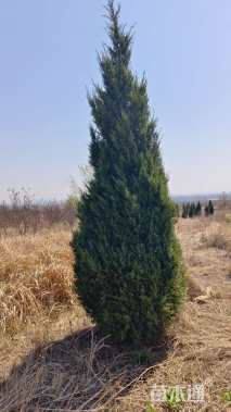 高度150厘米蜀桧