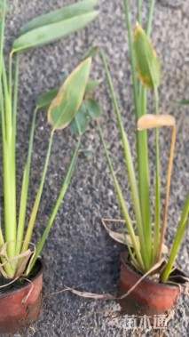 高度46厘米再力花