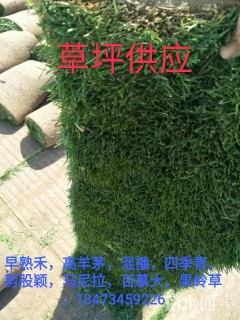 草卷状早熟禾草