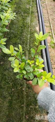 高度12厘米杜鹃