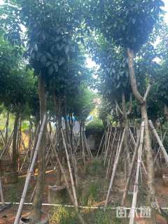 8公分紫花风铃木