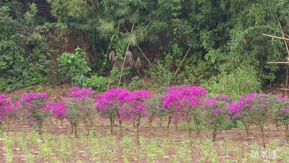 高度100厘米三角梅