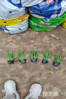 高度30厘米鸢尾