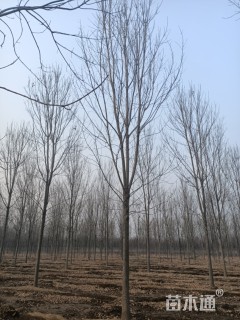 13公分白蜡