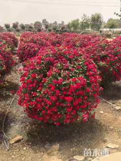 冠幅120厘米月季花球