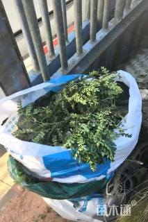 高度20厘米胡椒木