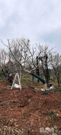 20公分红果冬青