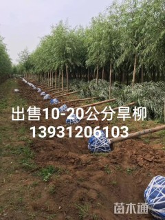 15公分柳树