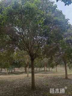 22公分大叶女贞