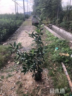 高度1400厘米珊瑚冬青