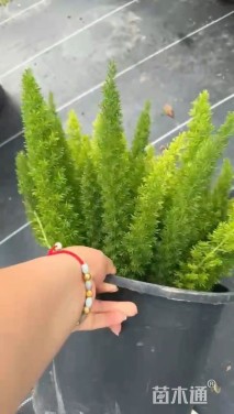 高度35厘米狐尾天门冬