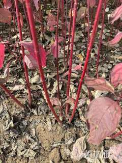 高度100厘米红瑞木