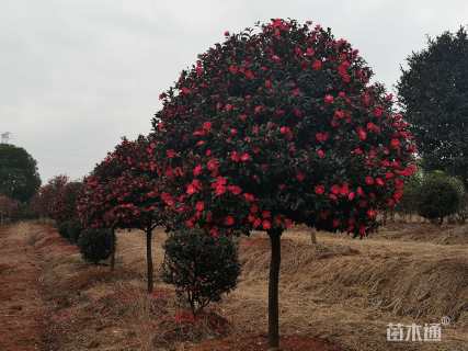 高度250厘米茶梅