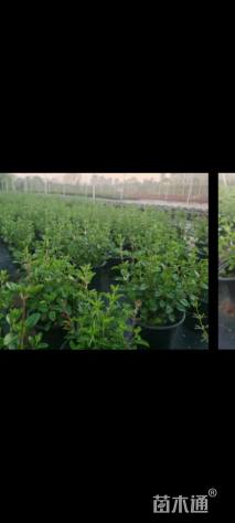 高度25厘米鼠尾草