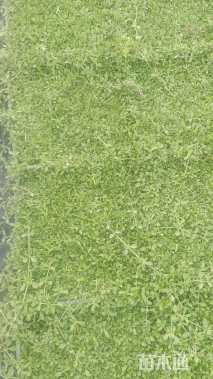 高度10厘米姬岩垂草