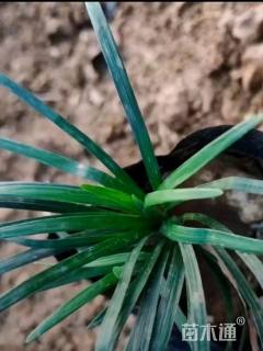 高度10厘米麦冬