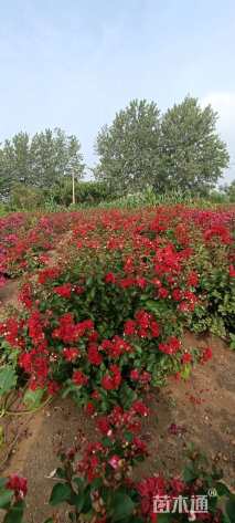 高度80厘米美国紫薇