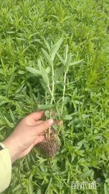 高度40厘米千屈菜