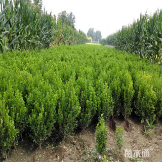 高度30厘米小叶黄杨小苗