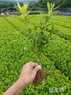 高度30厘米杜鹃