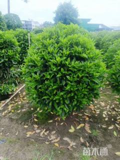 高度150厘米非洲茉莉