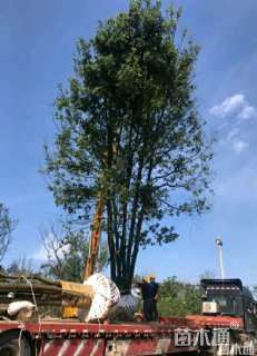 40公分多杆香樟