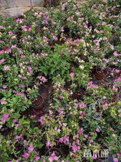 高度60厘米三角梅