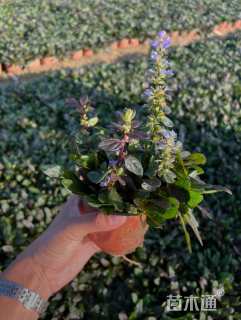 高度10厘米筋骨草