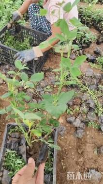 高度30厘米月季