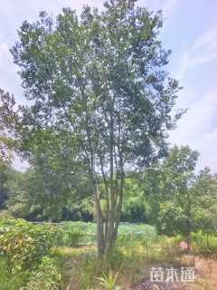 12公分(5杆)丛生朴树