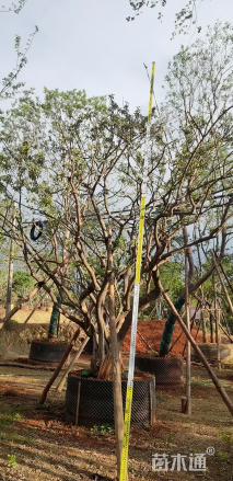 高度600厘米小叶石楠