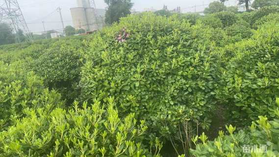 冠幅200厘米海桐球