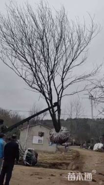 50公分(10杆)丛生黄连木