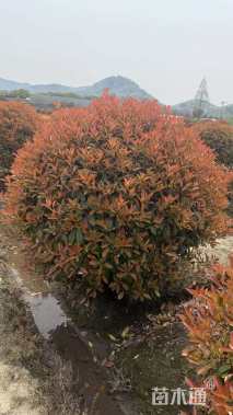冠幅150厘米红叶石楠球