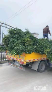 冠幅100厘米大叶黄杨球