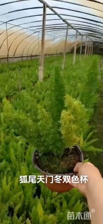 高度35厘米狐尾天门冬