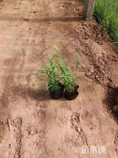 高度30厘米芦苇