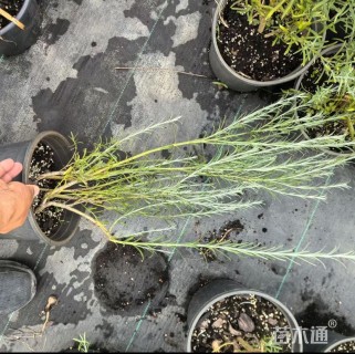 高度35厘米柳叶星河