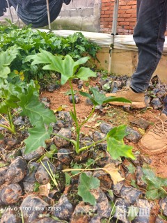 高度20厘米春羽